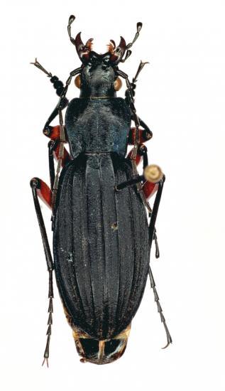 Ctenocarabus Galicanus