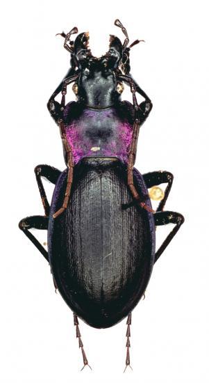 Mesocarabus Riffensis