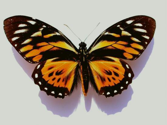 Papilio Zagreus