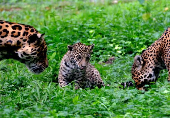 Jaguars et le petit