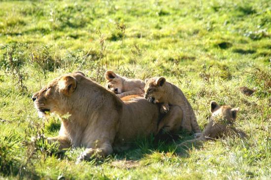 Lionne et ses lionceaux
