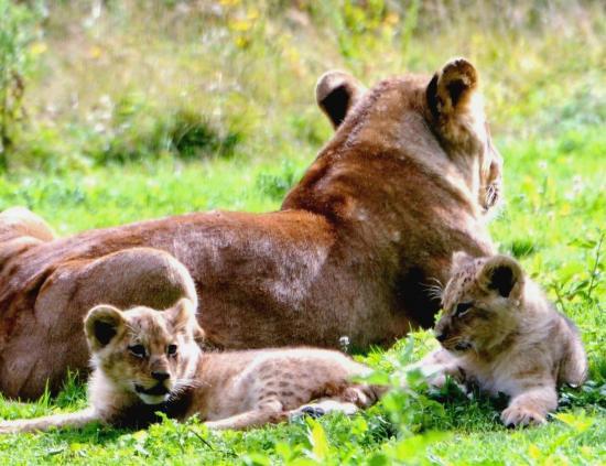 Lionne et ses lionceaux