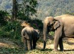 Eléphant d'Asie