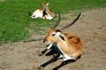 Cobe de Lechwe