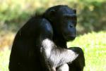 Chimpanzé