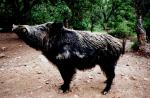 Sanglier
