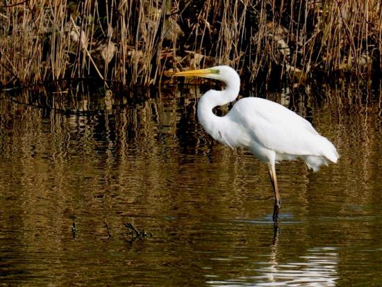 Grande Aigrette