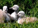 poussins de Cygne Tuberculé