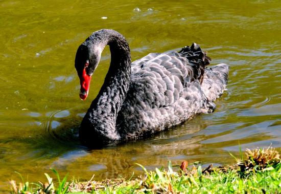 Cygne Noir