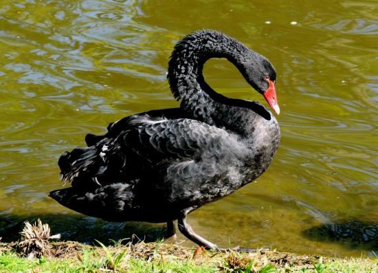 Cygne Noir