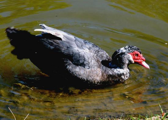 Canard de Barbarie