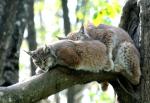 Linx d'Europe