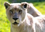 Lion Blanc