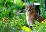 Caracal
