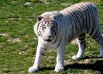 Tigre Blanc