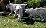 Tigre Blanc