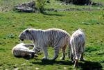 Tigre Blanc