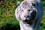 Tigre Blanc