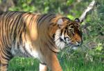Tigre