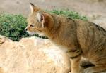 Chat Sauvage du désert d'Arabie