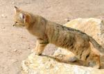 Chat Sauvage du désert d'Arabie