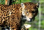 Jaguars