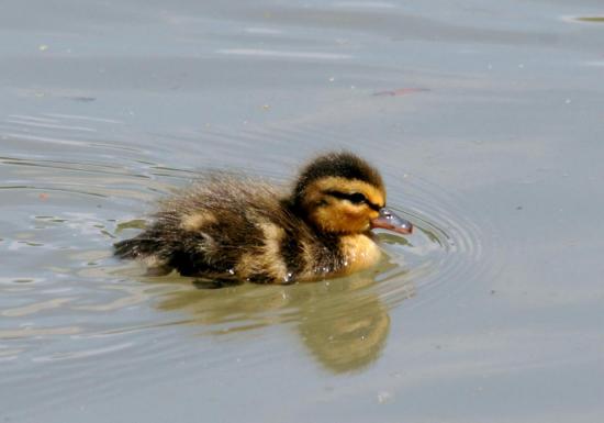 Caneton du Canard Colvert