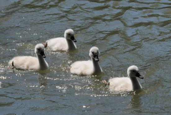 Poussins du Cygne Tuberculé