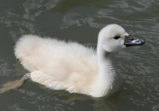 Poussin du Cygne Tuberculé