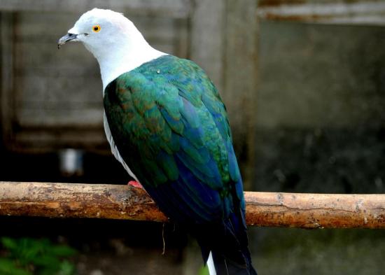 Pigeon de Nouvelle Guinée