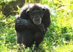 Chimpanzé