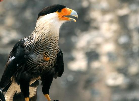 Caracara du Nord