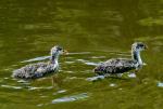 jeunes Gallinnule Poule-d'Eau