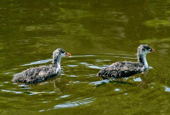 jeunes Gallinnule Poule-d'Eau