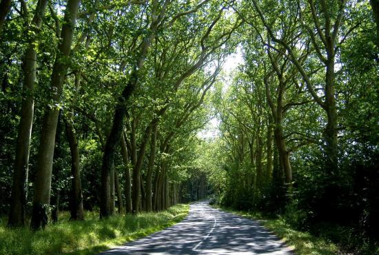 route du Bois des Tillières