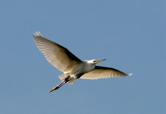 Grande Aigrette