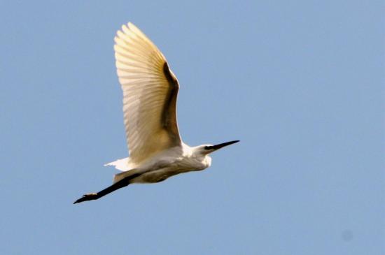 Grande Aigrette