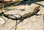 Lézard des murailles