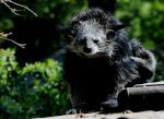 Binturong