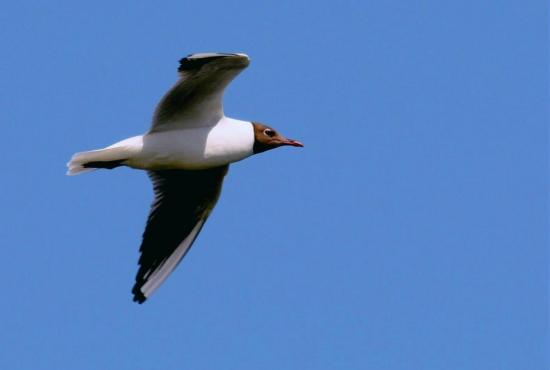 Mouette Rieuse