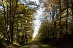 Forêt de Férrières