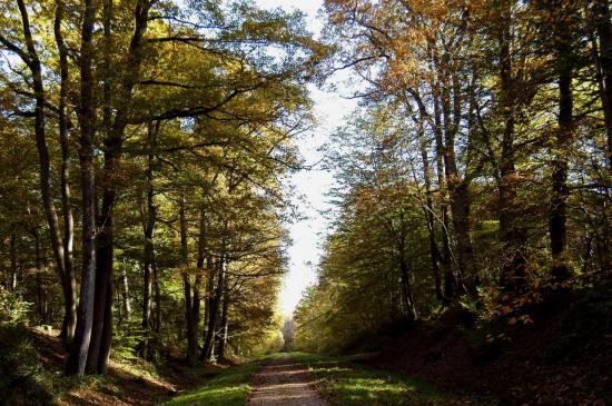 Forêt de Férrières