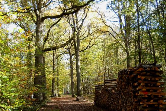 Forêt de Férrières