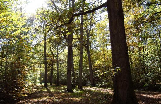 Forêt de Férrières