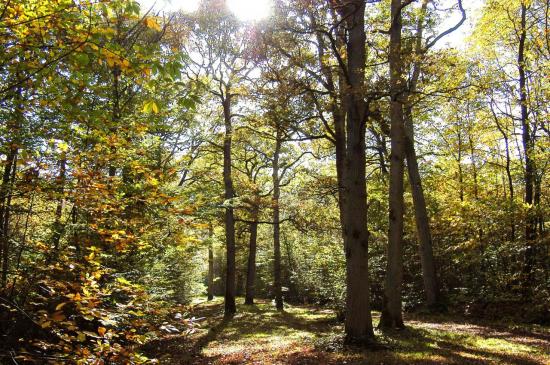 Forêt de Férrières