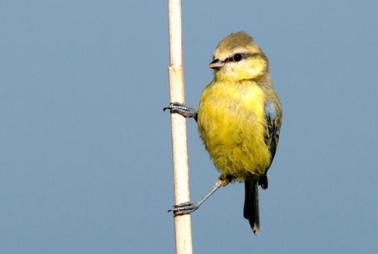 Mésange Bleue