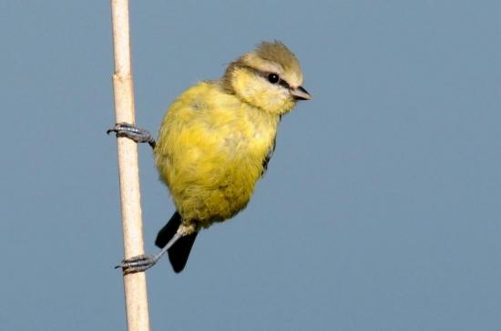 Mésange Bleue