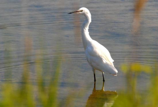 Grande Aigrette