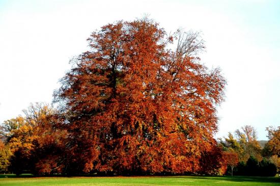 Parc de Rentilly