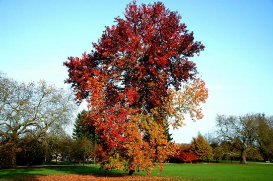 Parc de Rentilly